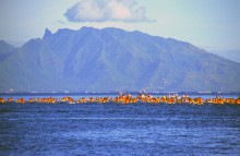 vignette D_polynesie_004 