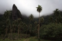 vignette D_polynesie_031 