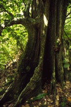 vignette D_polynesie_088 