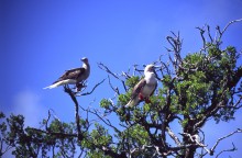 vignette D_polynesie_134 