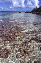 vignette D_polynesie_135 