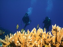 vignette plongee_moorea_019 