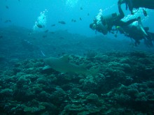 vignette plongee_moorea_023 