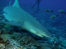 vignette plongee_moorea_025 