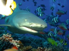 vignette plongee_moorea_029 