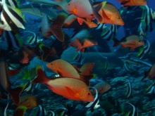 vignette plongee_moorea_032 