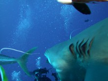 vignette plongee_moorea_035 
