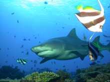 vignette plongee_moorea_046 
