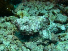 vignette plongee_moorea_055 