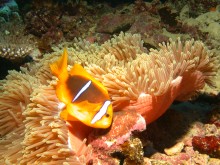 vignette plongee_moorea_090 