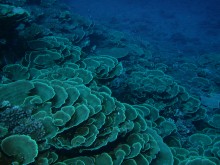 vignette plongee_moorea_119 