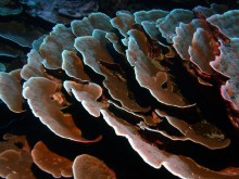 vignette plongee_moorea_121 