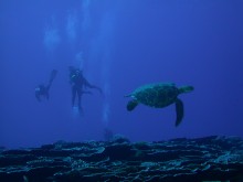 vignette plongee_moorea_125 