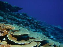 vignette plongee_moorea_126 