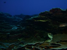vignette plongee_moorea_134 