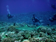 vignette plongee_moorea_151 