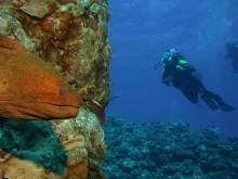 vignette plongee_moorea_156 