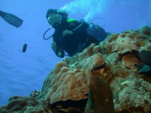 vignette plongee_moorea_157 
