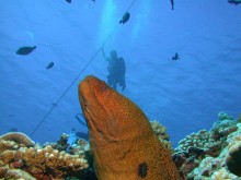 vignette plongee_moorea_161 