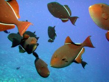 vignette plongee_moorea_168 