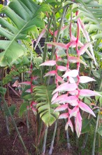 vignette polynesie_011 