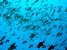 vignette raiatea_002 