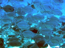 vignette raiatea_004 
