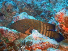 vignette raiatea_012 