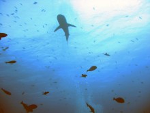 vignette raiatea_013 