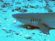 vignette raiatea_014 